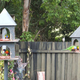 Illustration for article titled Bird Experts "Horrified" To Discover Meat-Eating Rainbow Lorikeets